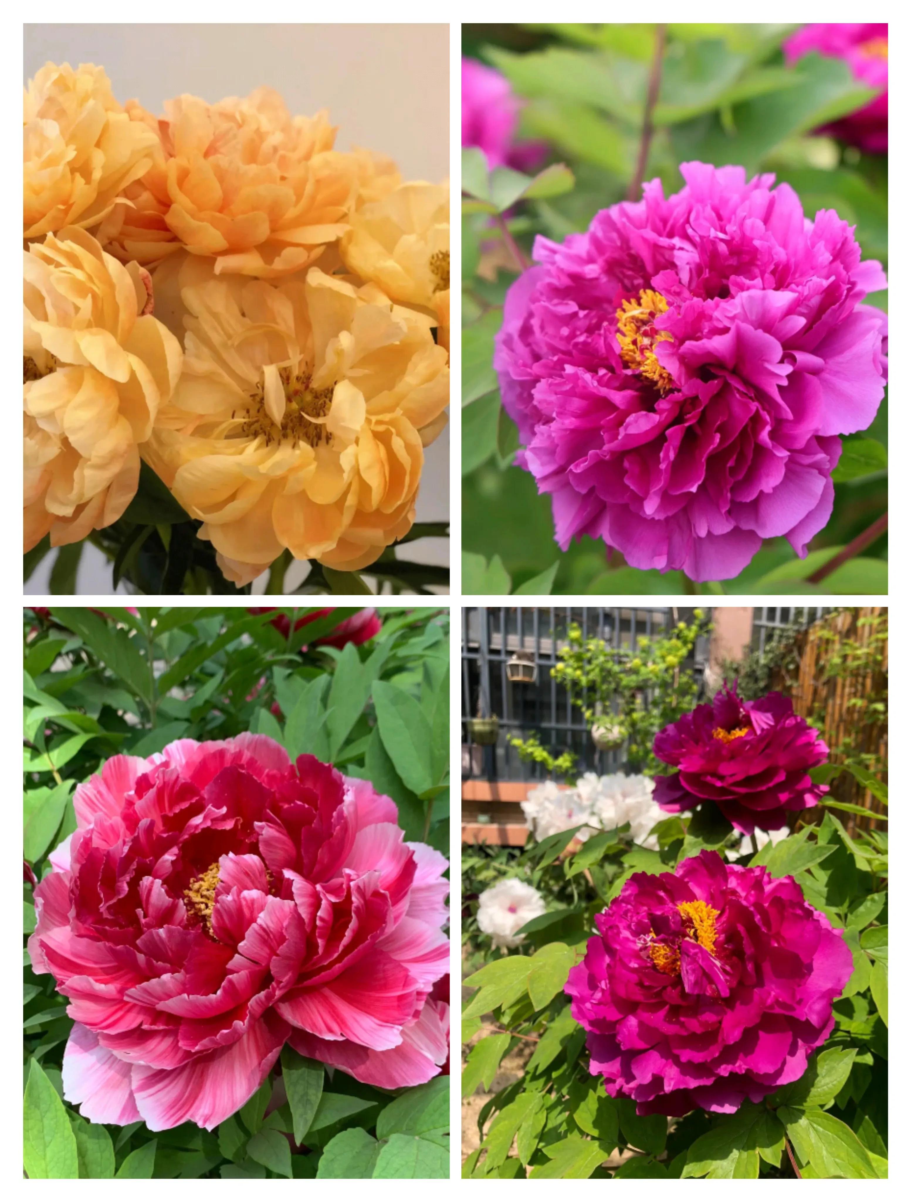 中国十大玫瑰花,十大玫瑰花排行榜