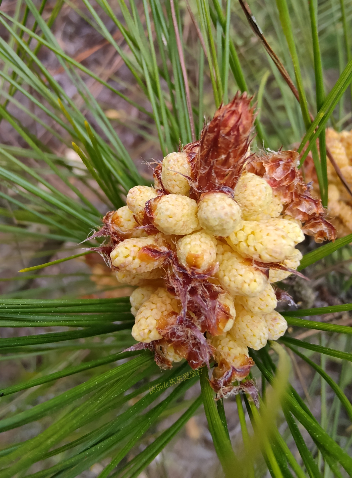 大家纷纷出去赏樱花，我却和老婆偷偷去山里看松树花，收获如何？