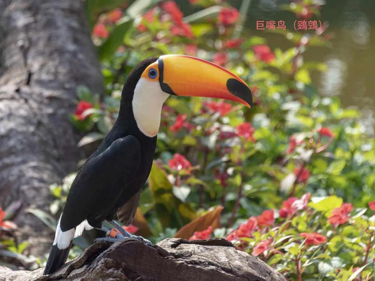 广州长隆野生动物世界有大象吗,广州长隆野生动物世界有多少动物