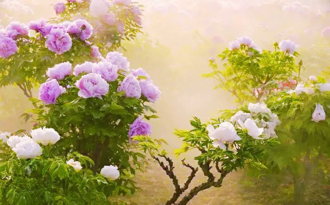 山东人的家乡情结,山东人远方的家乡