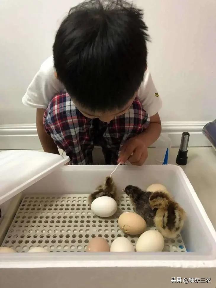 家里什么东西可以用来孵化小鸡,孵小鸡教程简单泡沫箱