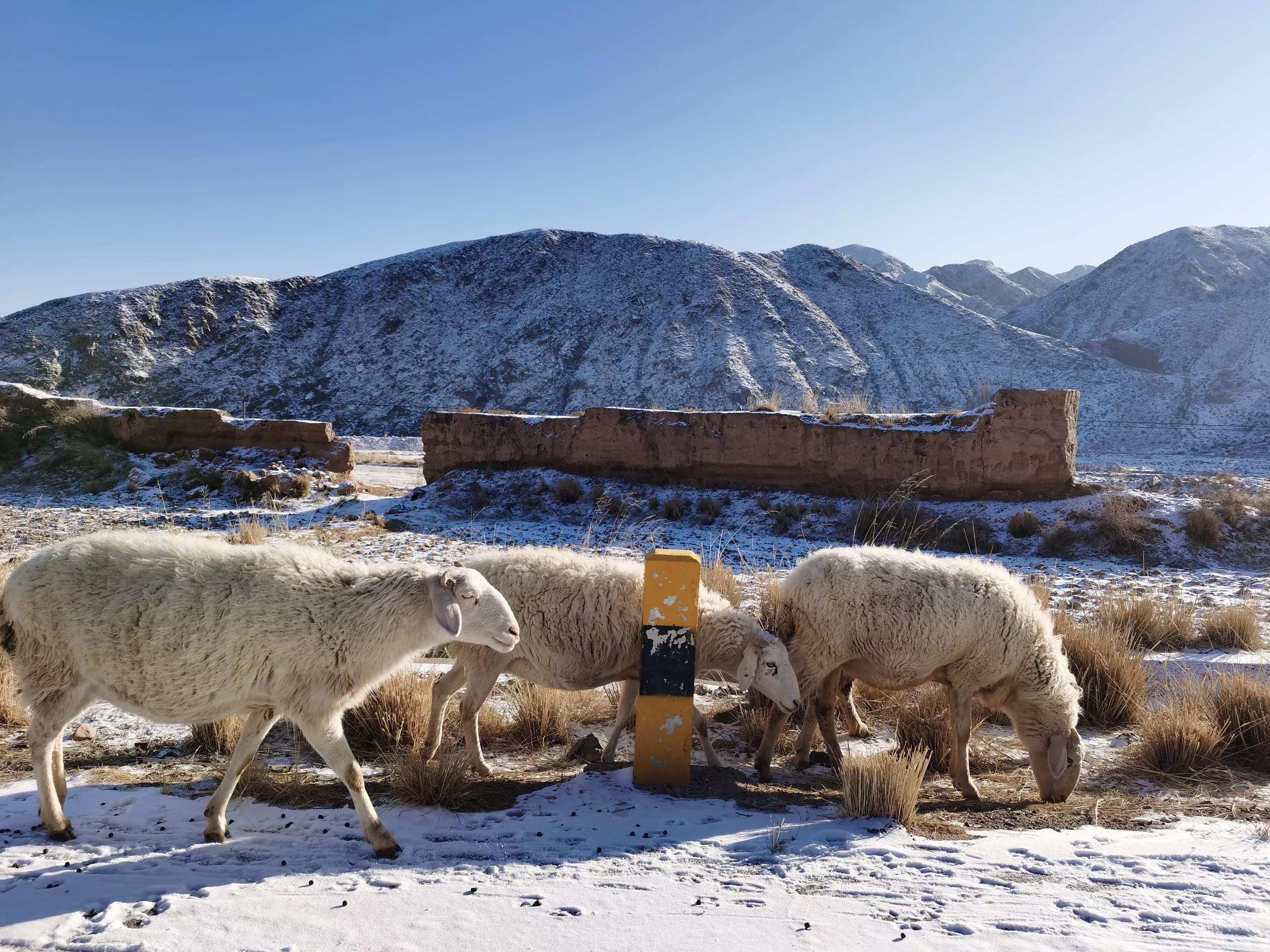 养羊人什么时候发大财,为什么养羊大都赔钱