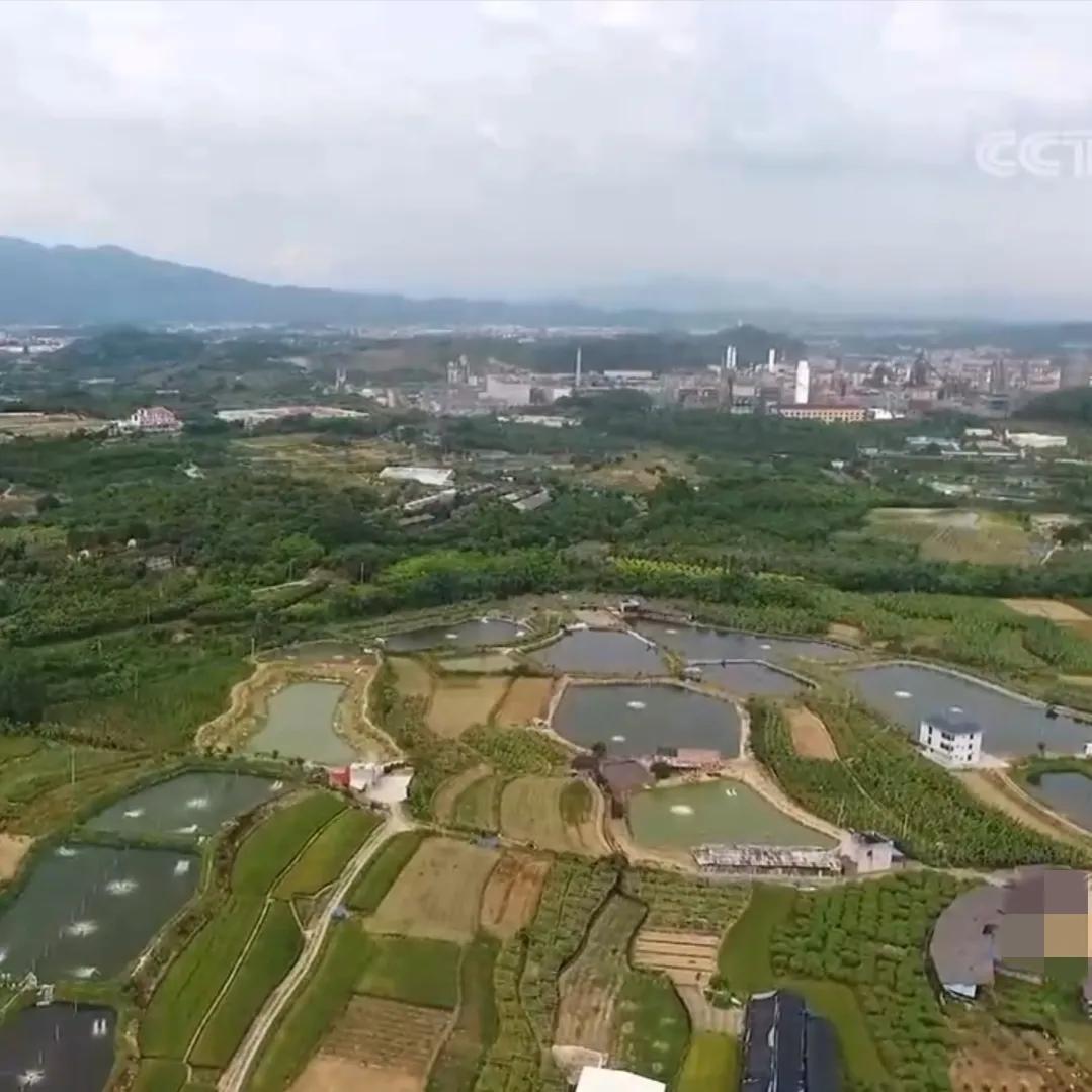 湖南小伙承包五千亩四年赚上千万,90后小伙承包15亩果园