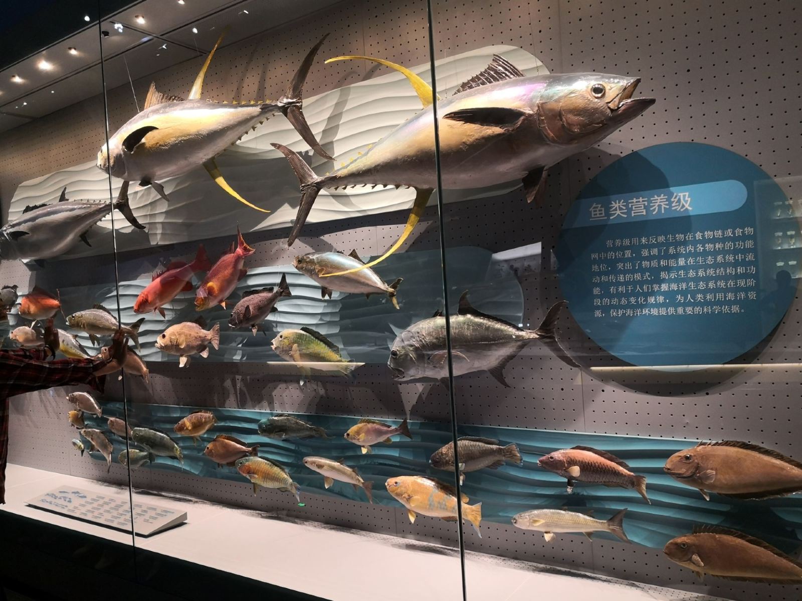 天津国家海洋博物馆参观感受,天津海洋博物馆到天津航母公园