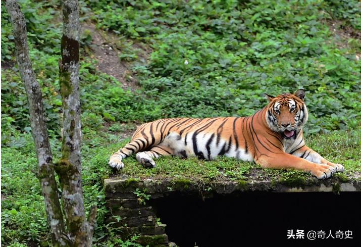 周正龙东北虎造假事件,周正龙养蜂致富