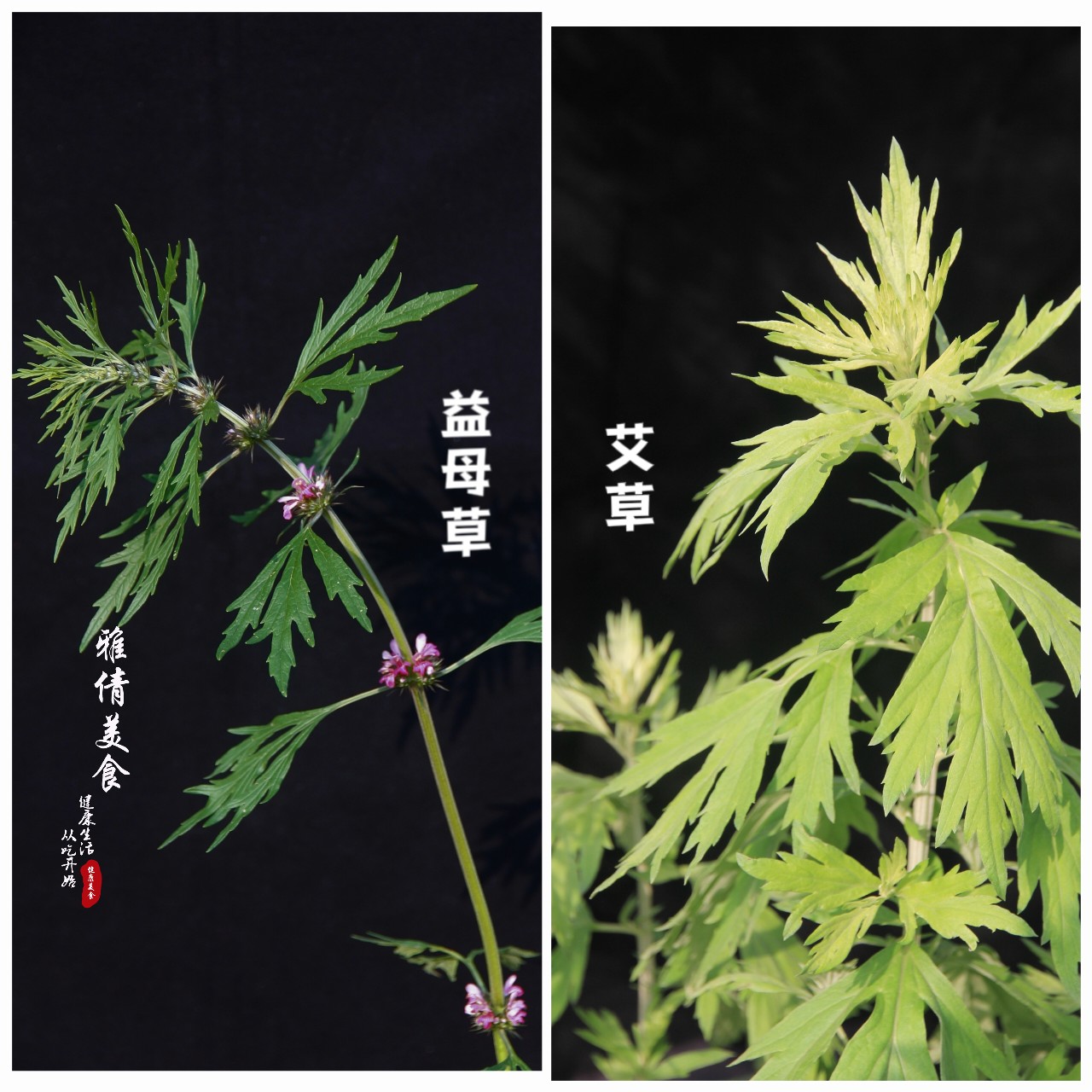 农村荒地里长出“女人草”，人称“妇女之友”，常有人与艾叶混淆