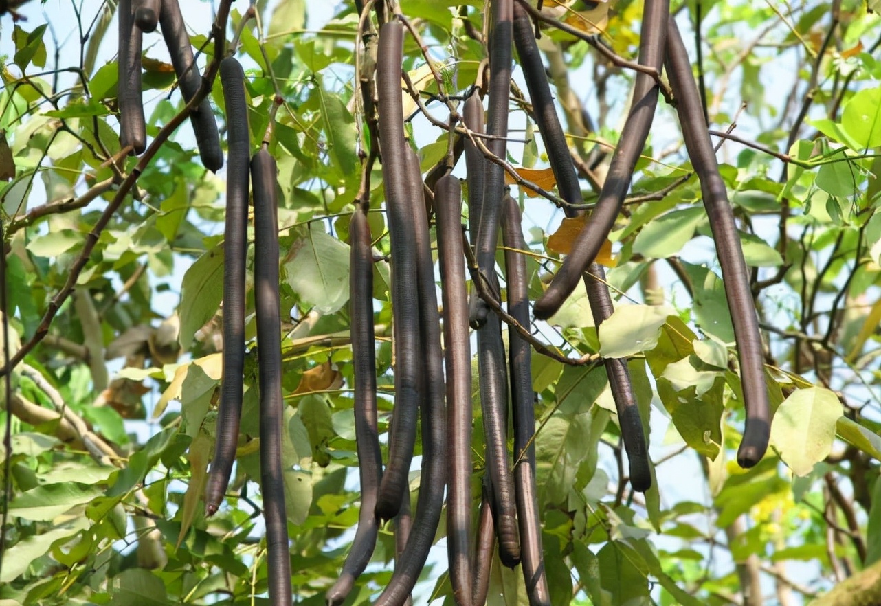 农村这种植物很多人见过却没吃过,农村老农才认识的一种植物
