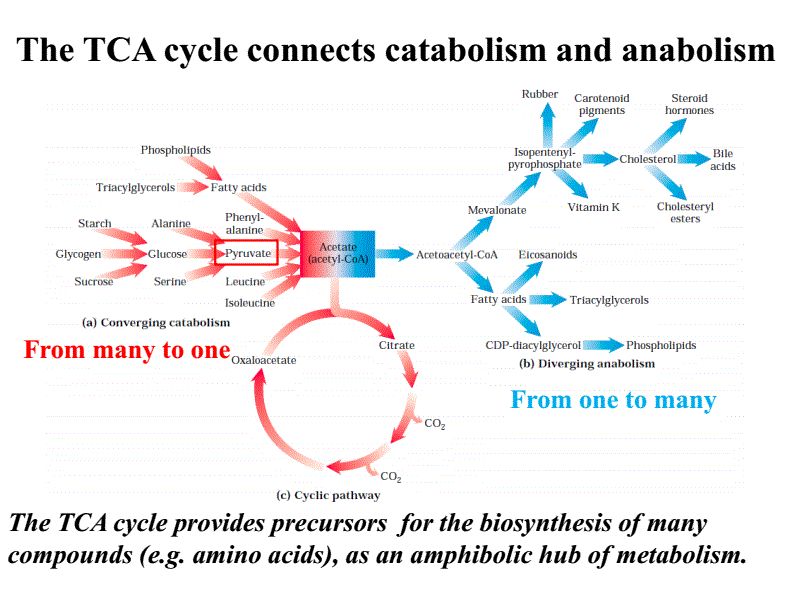 运动营养增肌减脂,运动训练强度多大适合摄入碳水