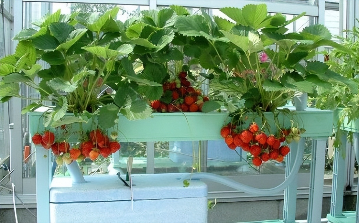 种菜推荐买哪个营养土好,种菜用什么牌子的营养土最好