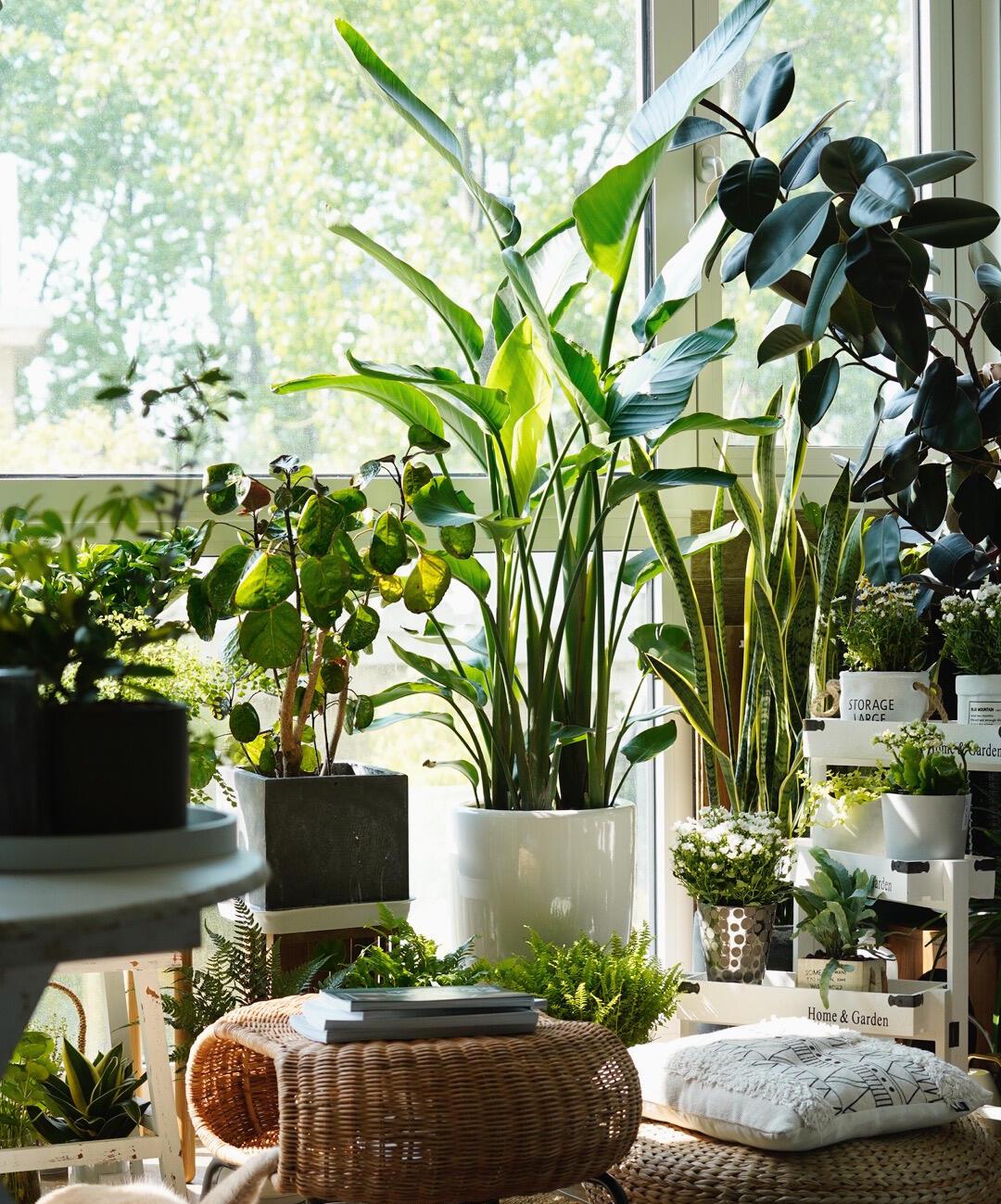 阳台上可以种什么蔬果,阳台上适合种的蔬果