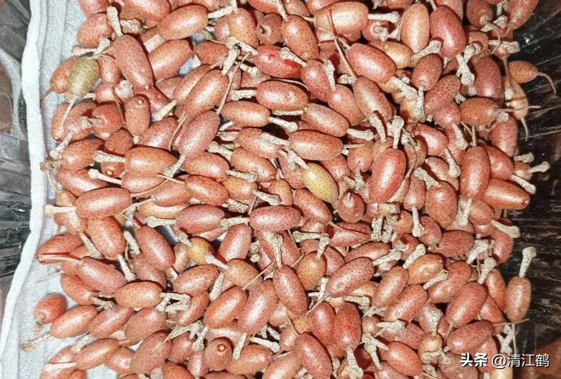 很多人没见过的奇怪生物,都没见过的奇特瓜果蔬菜