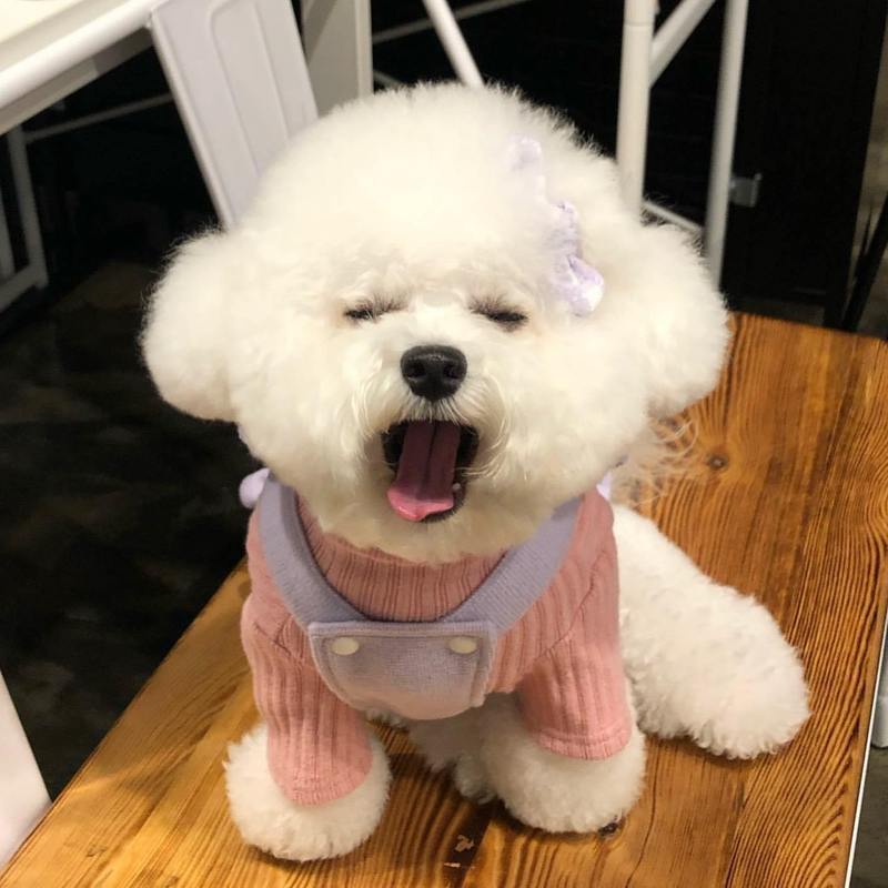 什么狗最好养又没体臭,哪种狗不臭聪明听话又好养