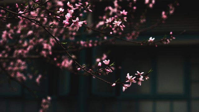 狗狗的爱情运势,狗狗桃花运旺不旺