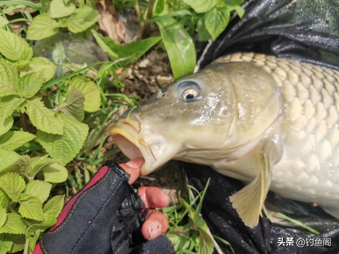 钓鲤鱼先做窝,学会这三种打窝方法,可以钓遍江河湖库