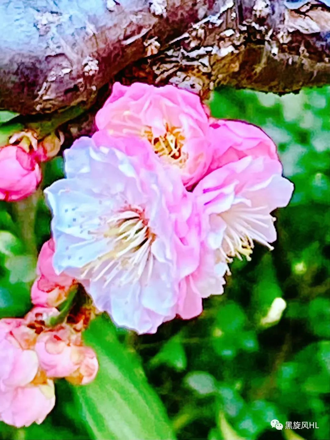 上海莘庄赏梅,新年莘庄梅园赏梅