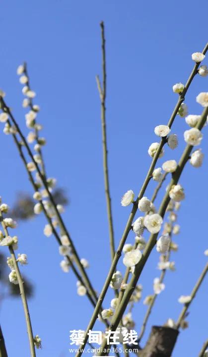 武汉气温回升,武汉气温回暖最新消息