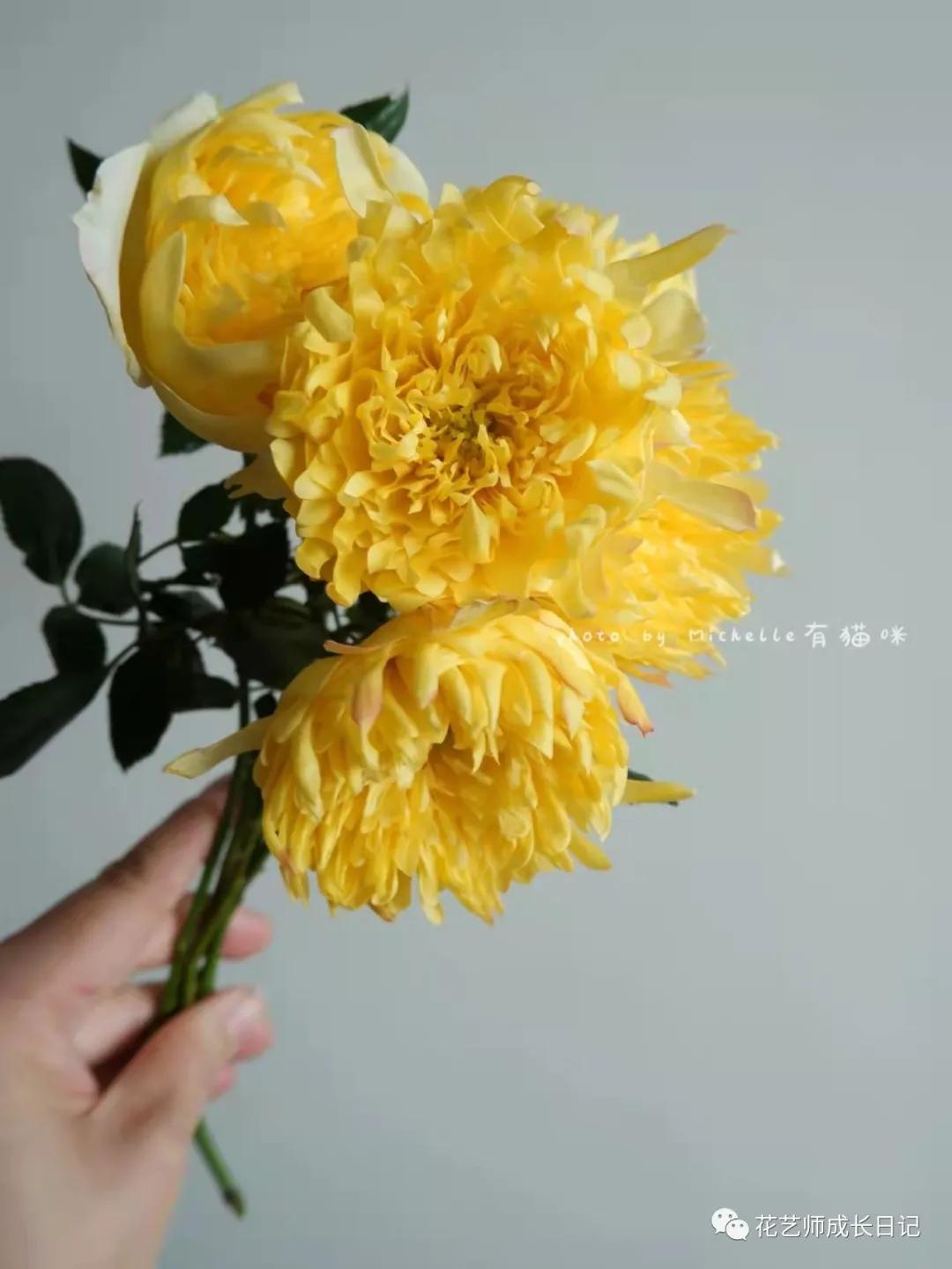 100朵玫瑰vol.50|烟花波浪玫瑰，菊里菊气，花开如烟火