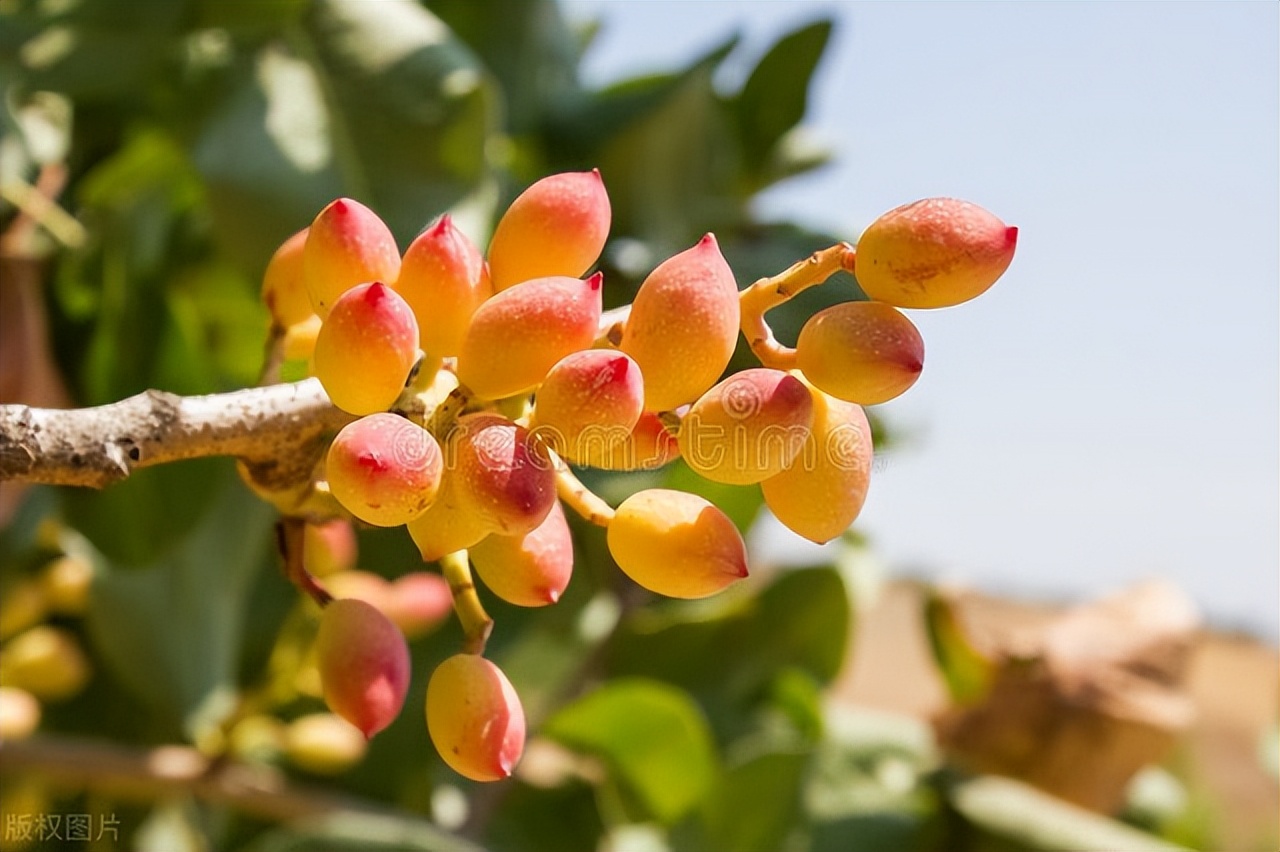 开心果是什么树果实为什么这么贵,开心果是啥树的种子有什么营养