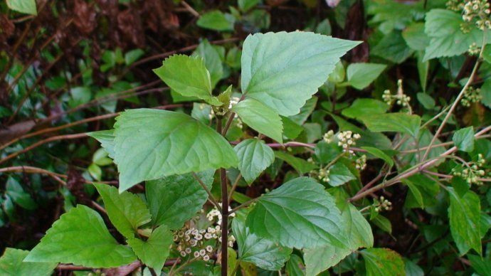 飞机草是外来物种吗,有哪些草是外来物种