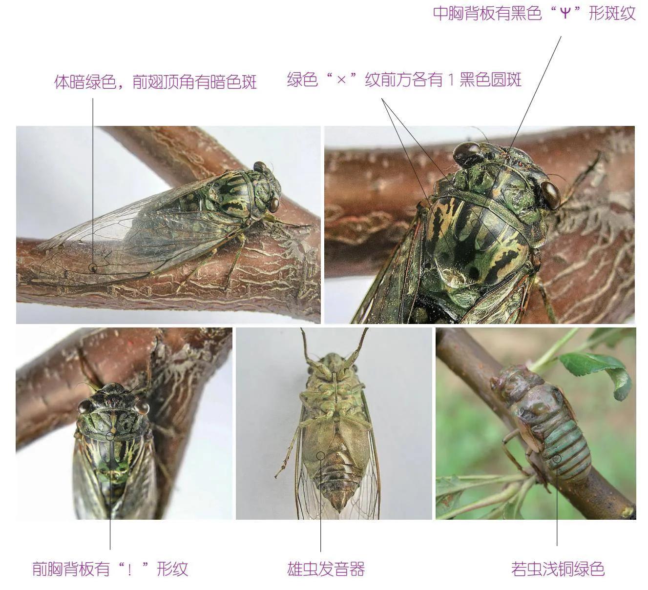 30种可以吃且美味的虫子图,33种昆虫图片大全
