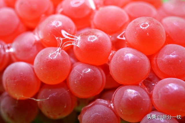 福寿螺的寄生虫有多可怕,寄生虫福寿螺