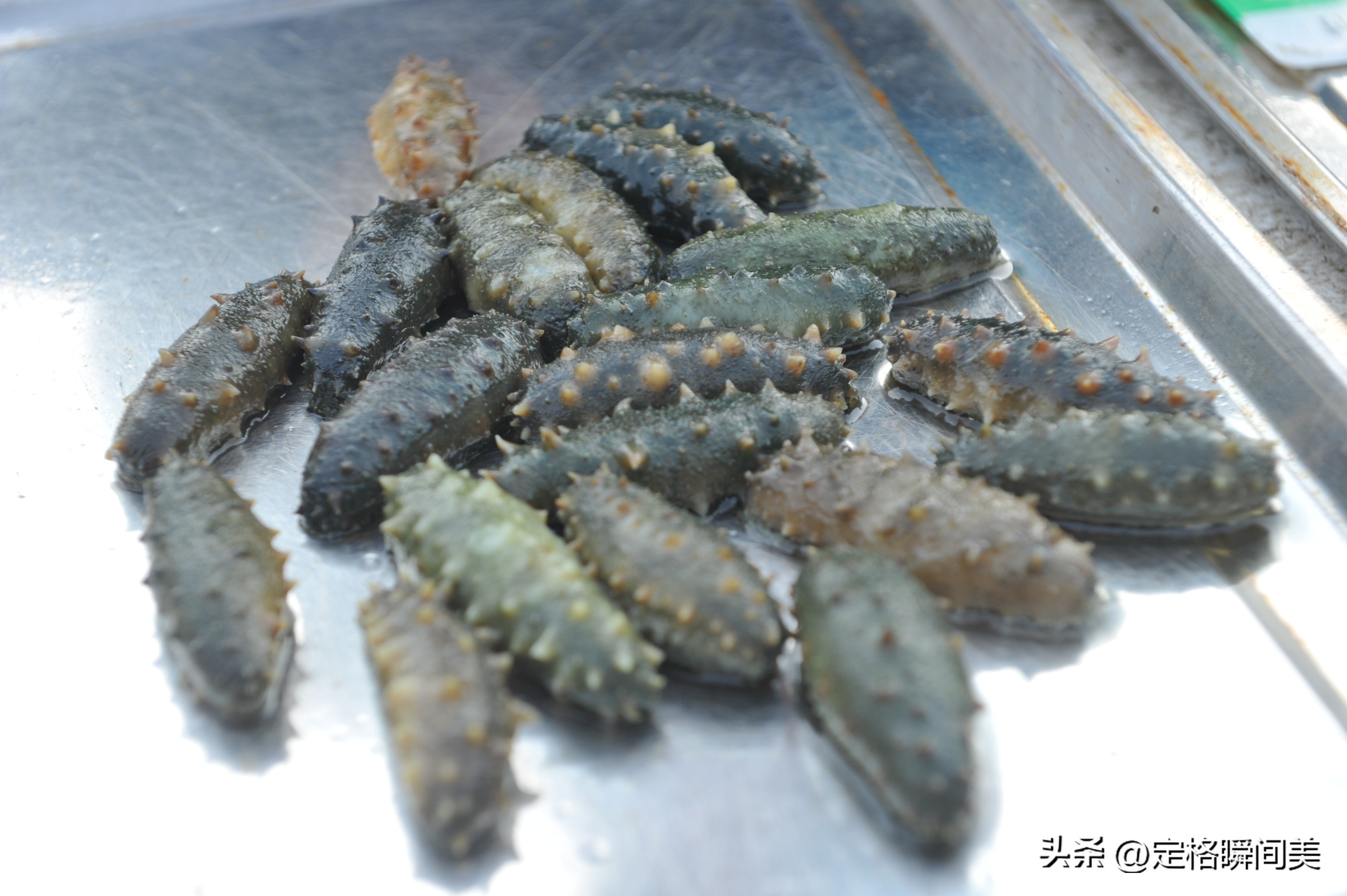 青岛台风过后海鲜遍地图片,台风过后大量海鲜推上沙滩