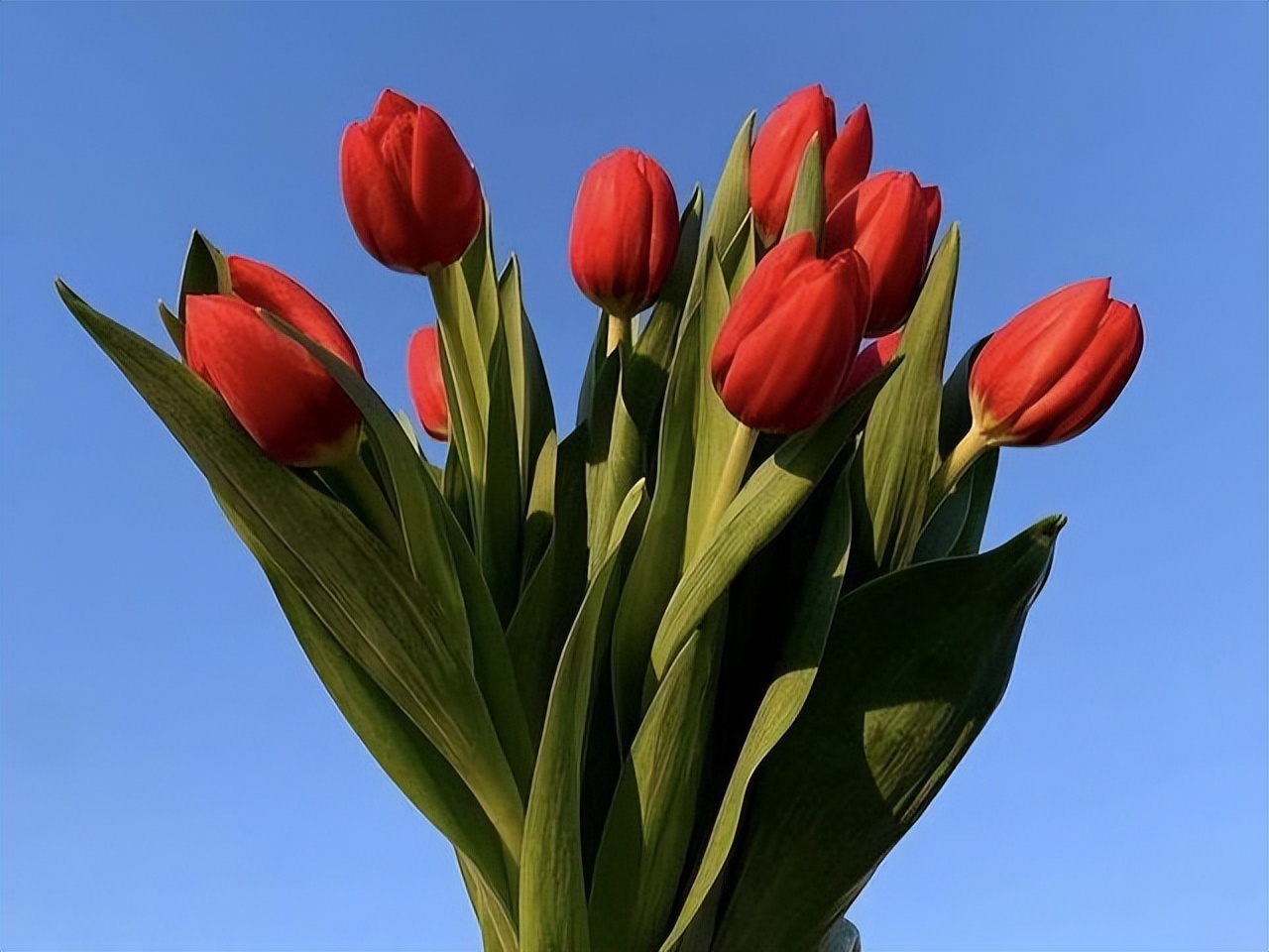 狮子座最不适合谈恋爱的星座,让狮子座一见钟情的三大星座