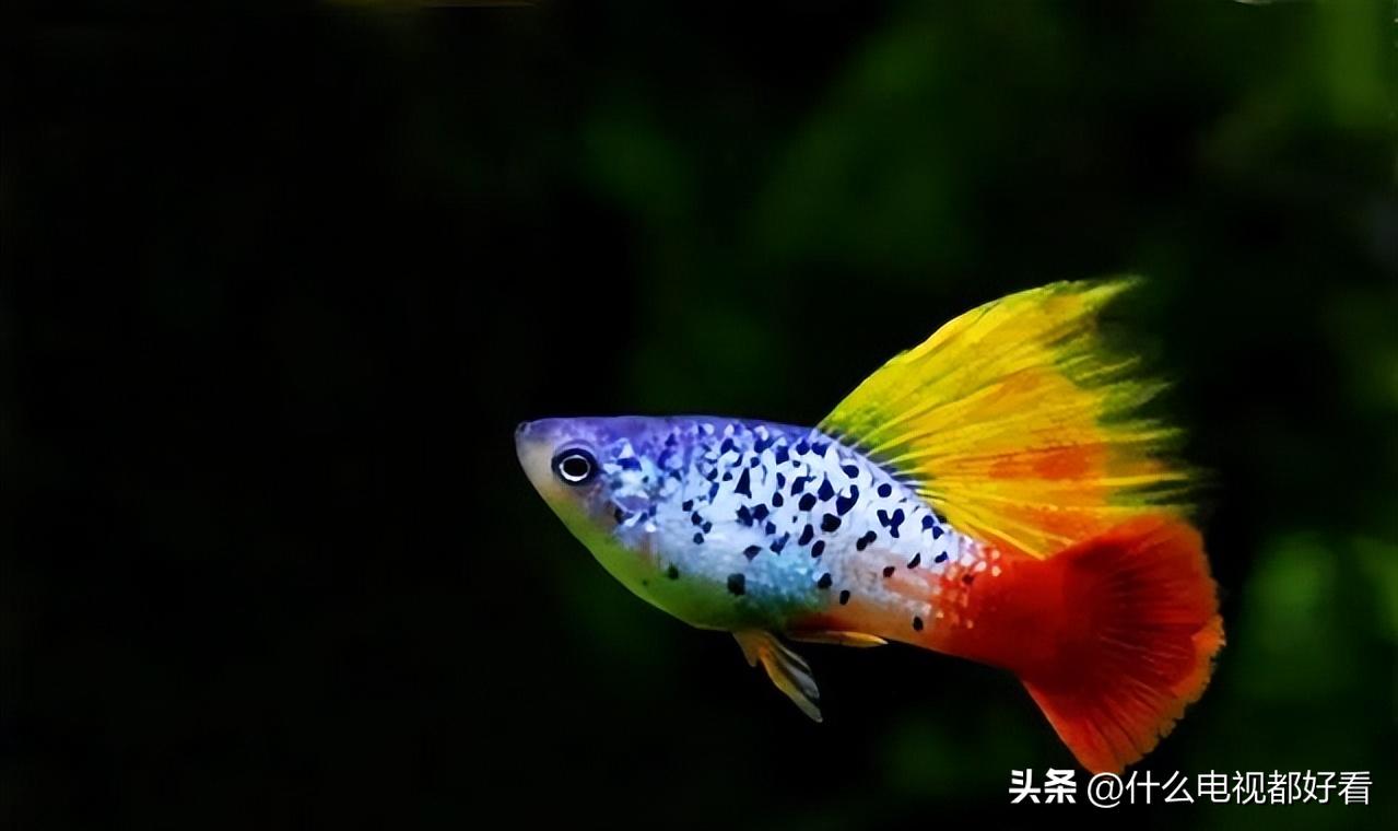 观赏鱼冬天怎么养能活,冬天鱼在鱼缸怎么办