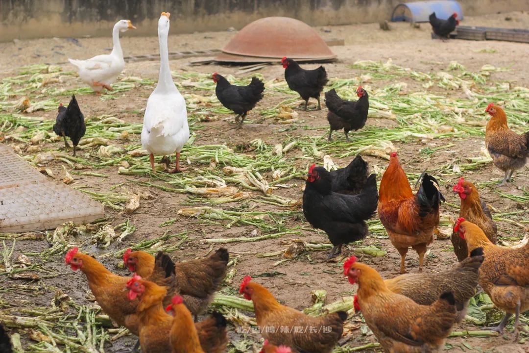 长沙攻略非热门,长沙旅游攻略免费存行李