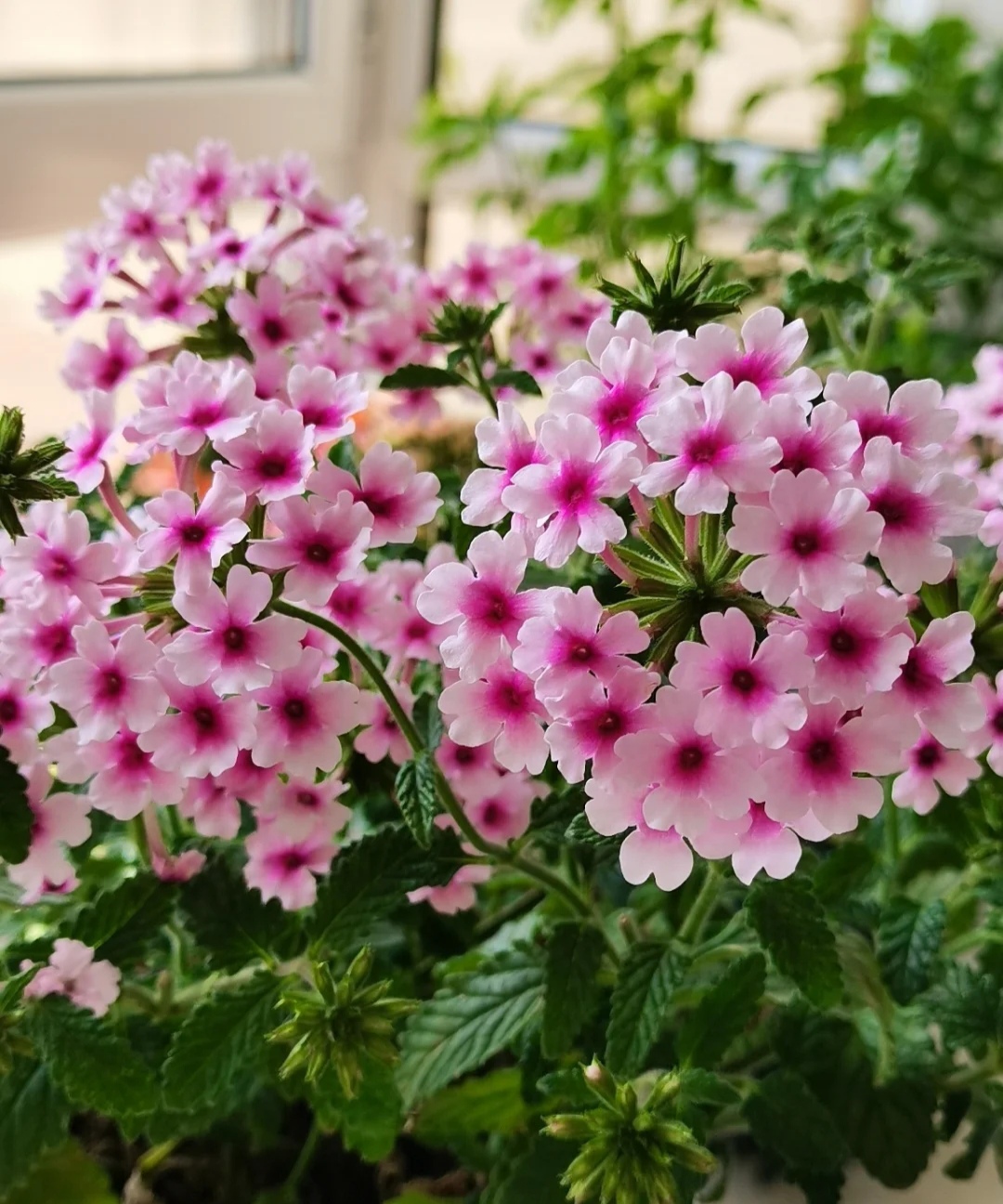 家庭客厅养什么花好看又旺财,客厅最吉祥的三种花