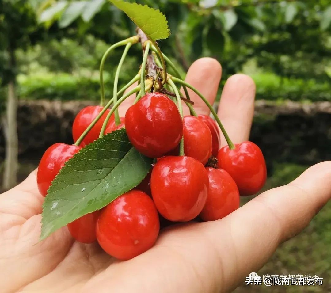 水磨镇车厘子采摘基地,朝阳镇采摘车厘子