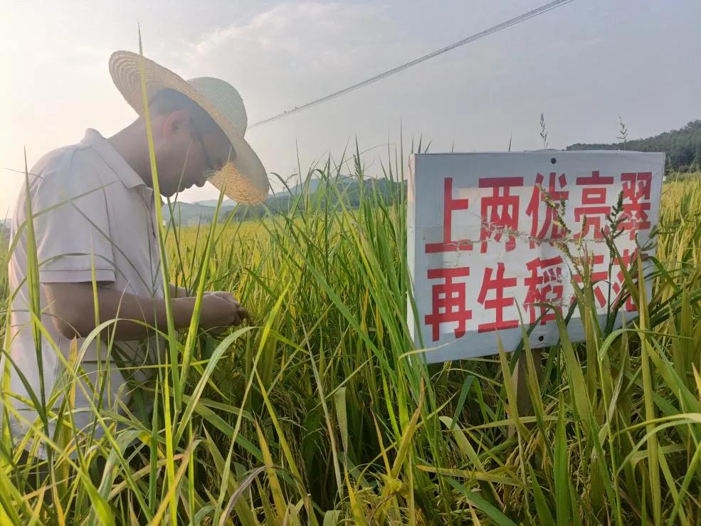 杨育华：农民致富的带头人