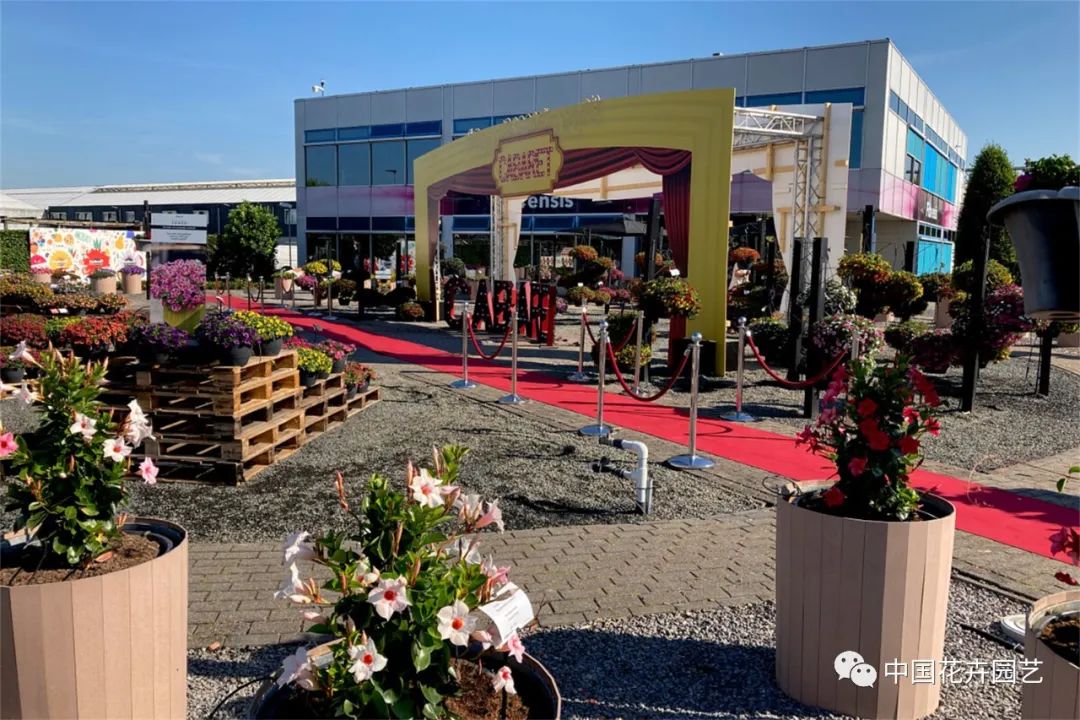 鑺卞崏鍝佺灞曠ず,鏂颁紭鑺卞崏鍝佺灞曠ず