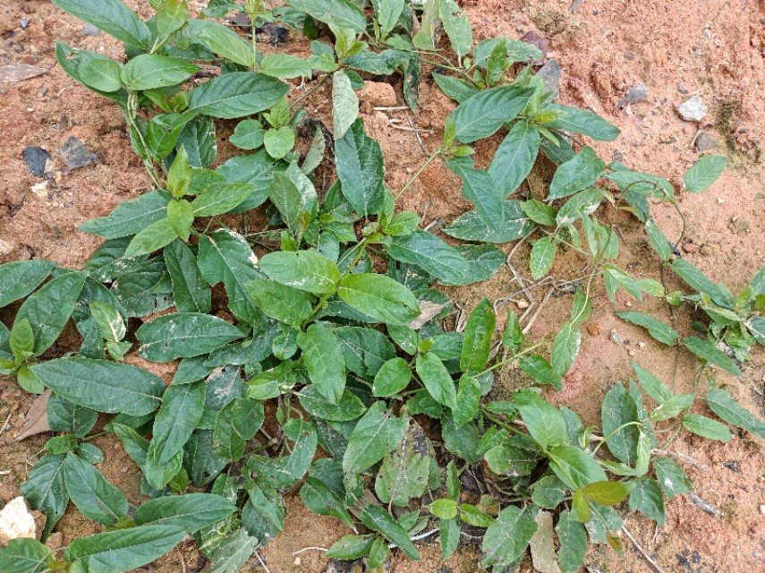 闻起来奇臭无比吃起来美味至极,闻鸡屎的臭味有什么影响