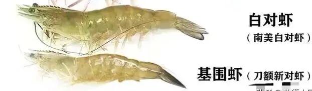 基围虾现在怎么这么便宜,菜场的死基围虾能买吗