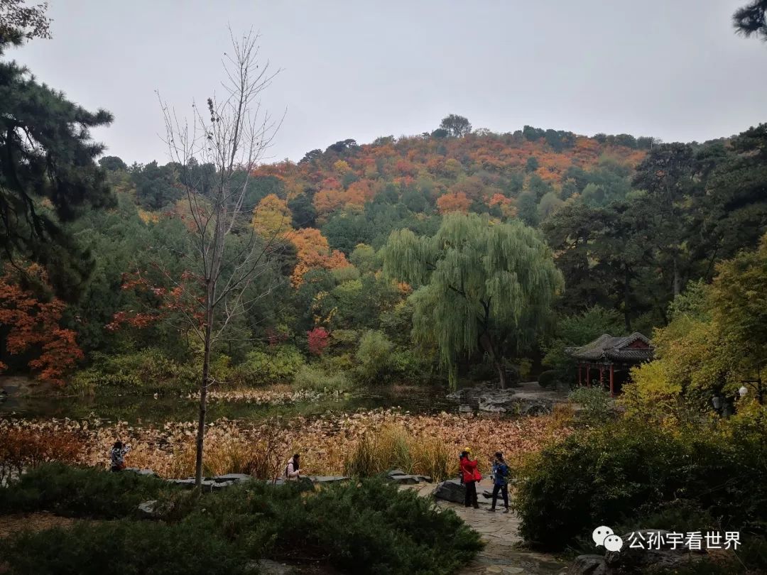 北京的香山上,北京的香山海拔多少米