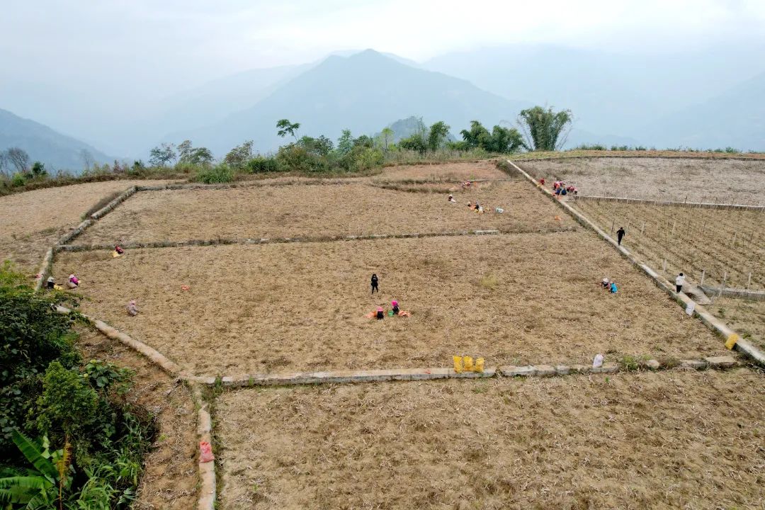 莪术种植一亩利润及生长周期,莪术种植基地
