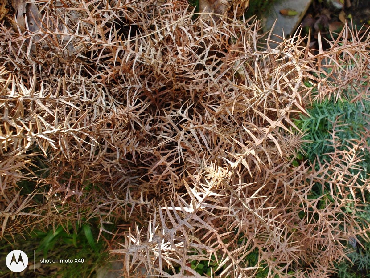 motox40即将发布,MotoX40深度评测