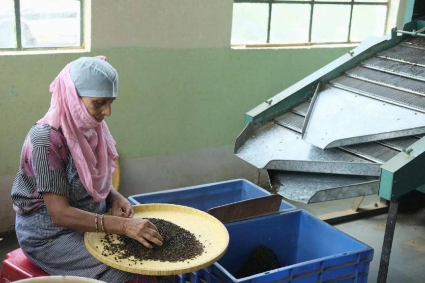 中国为何要多花2个亿，从印度进口茶叶？是中国茶不如印度茶吗？