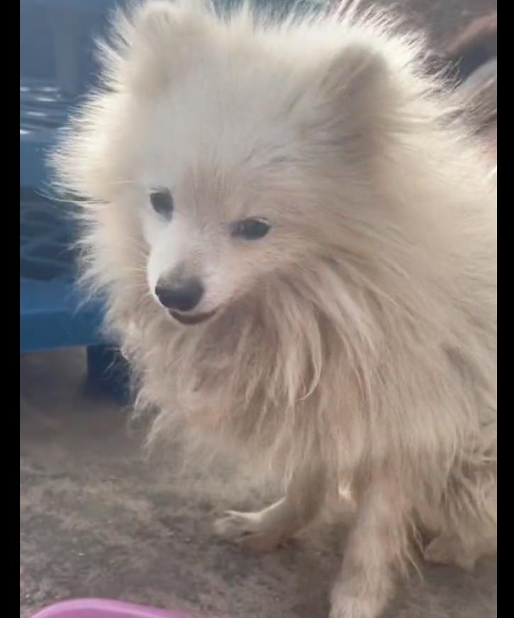 狗狗不听话把它拴起来,狗狗太凶了拴不住要把它关住