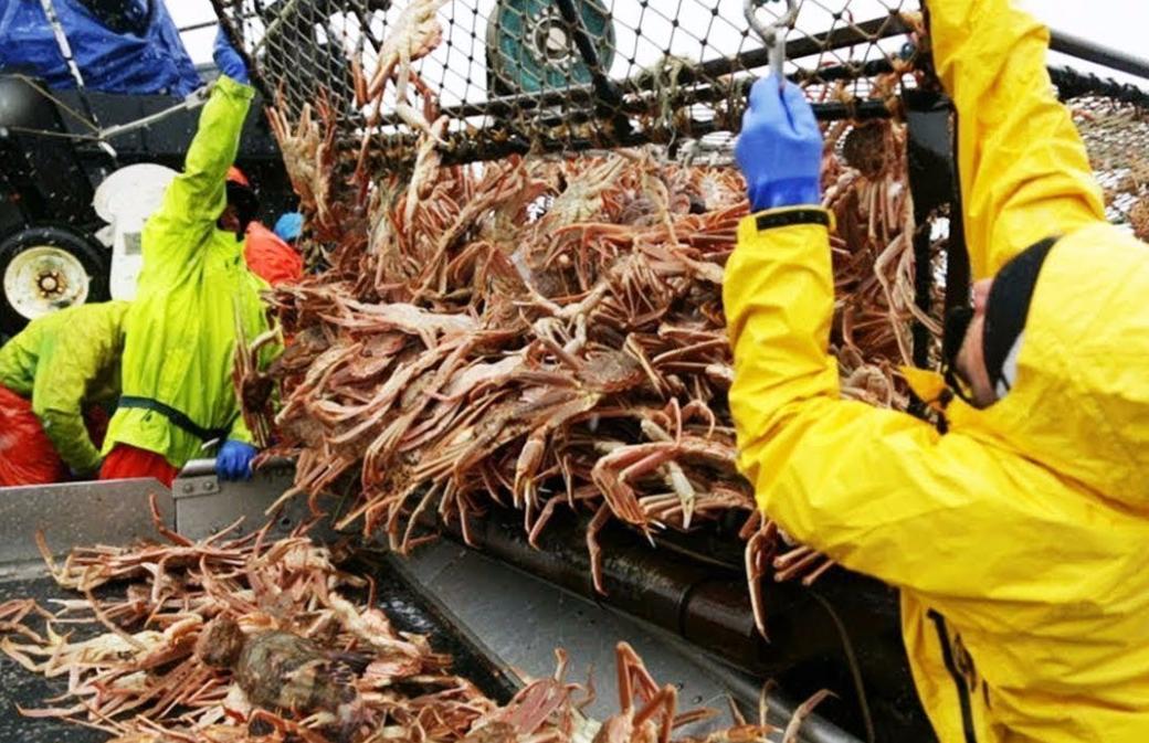 帝王蟹在挪威泛滥成灾,帝王蟹为什么在挪威泛滥