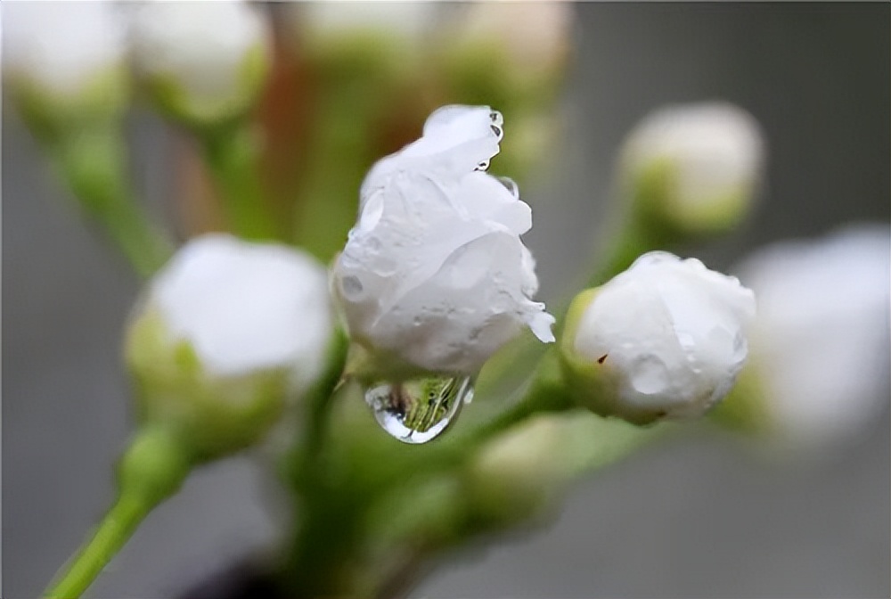 带花和带雨字的诗句,带雨的古诗词经典唯美名句
