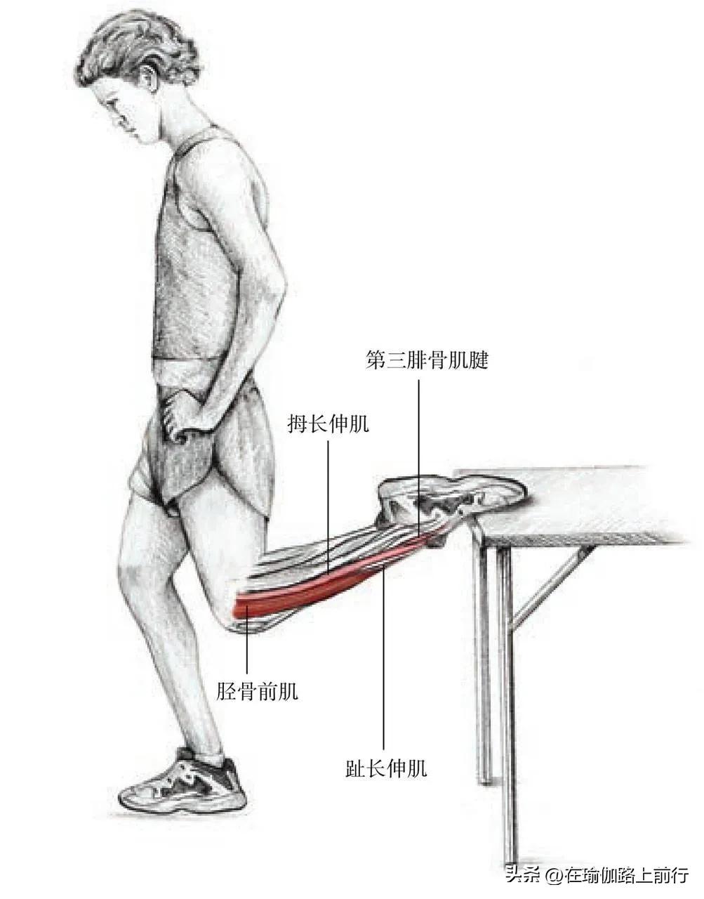 拉伸髂胫束,胫束拉伸的正确步骤