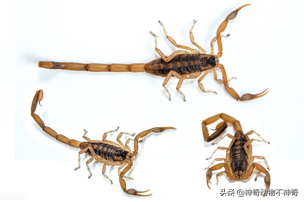 世界上最致命的毒蝎,全世界最致命的毒蝎