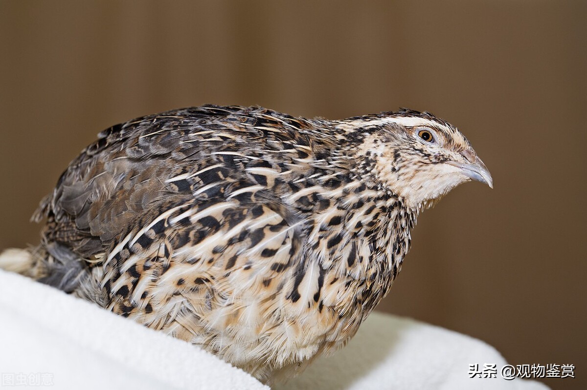 鹌鹑怎么养成活率高,如何养鹌鹑视频教程