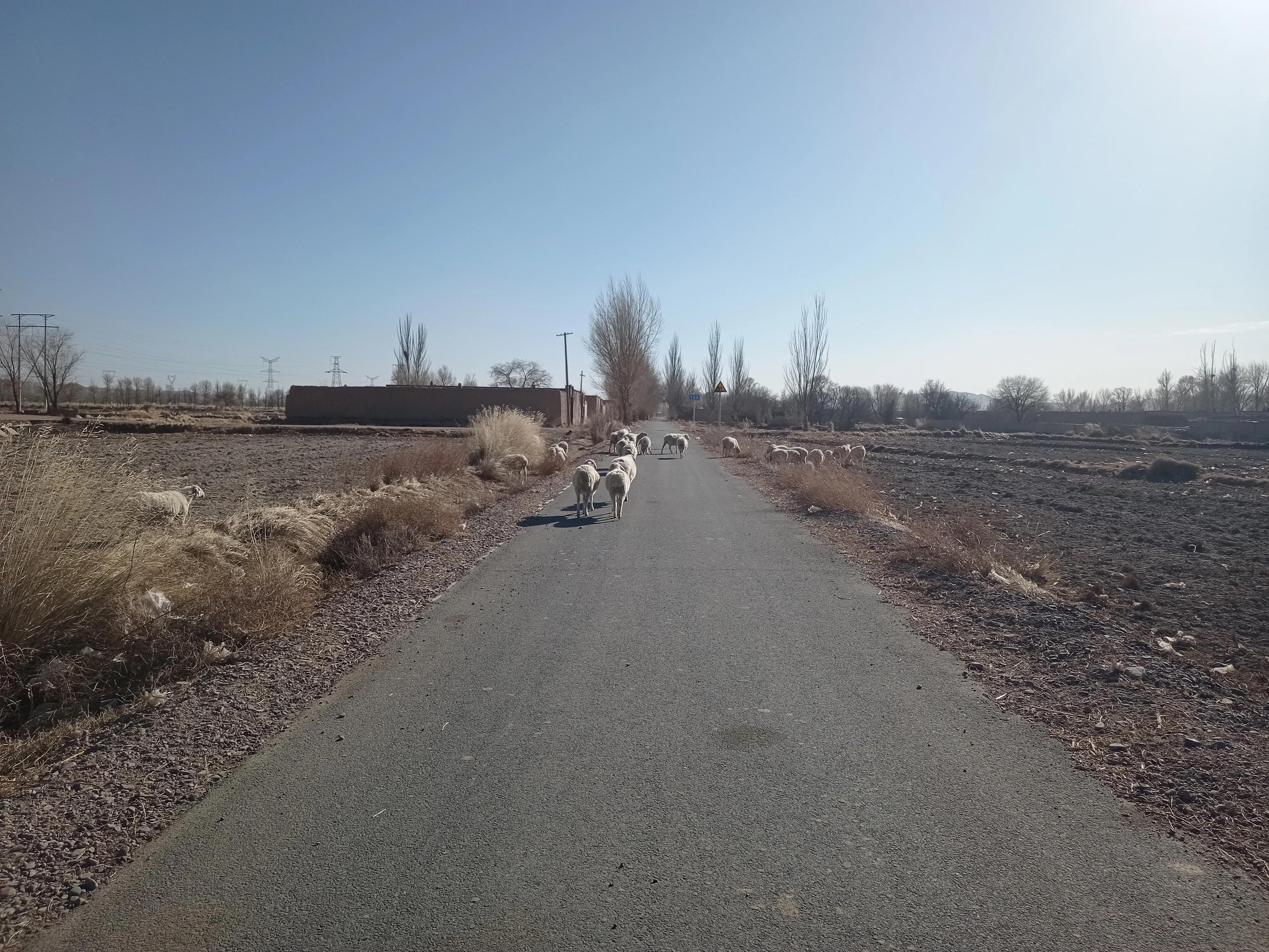 2022年养羊可以入行吗,养羊的行情与前景