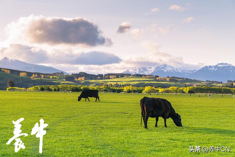 国家奶牛产业技术体系,2023年奶牛行业发展趋势分析论文