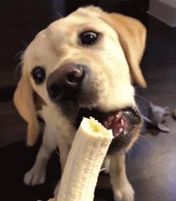 养了拉布拉多有什么缺点,拉布拉多的优点和缺点好养吗