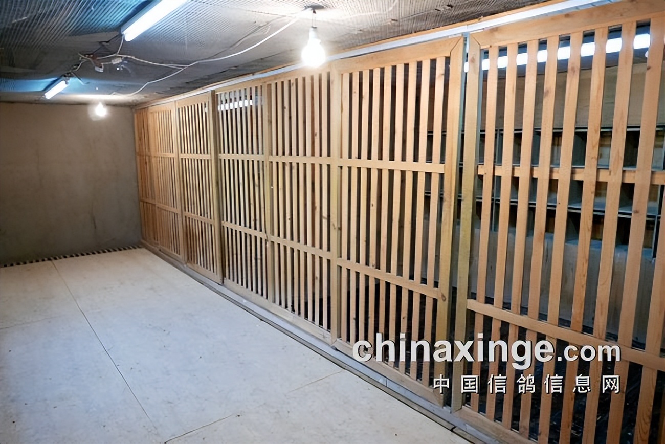 开创者教练何贵：赛鸽贵在坚持