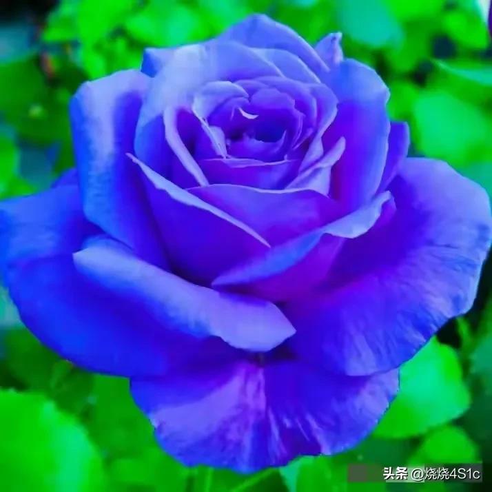 月季花开姹紫嫣红争奇斗艳,月季花开了千姿百态美不胜收